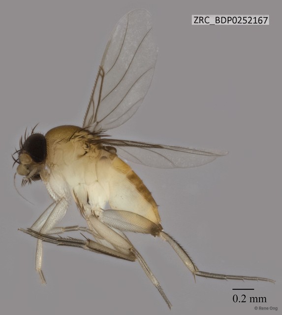 Phoridae sp. "ZRCBDP0252167" • © Rene Ong • All Rights Reserved
