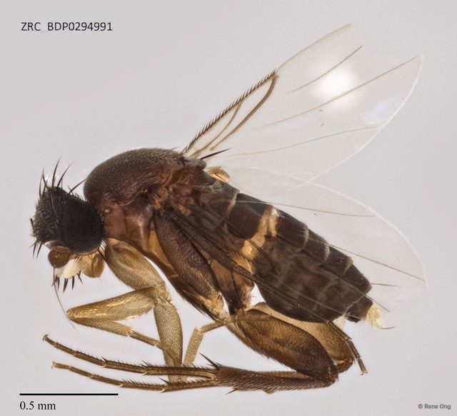 Phoridae sp. "ZRCBDP0294991" • © Rene Ong • All Rights Reserved