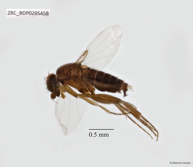Phoridae sp. "ZRCBDP0295183" • © Maimon Hussin • All Rights Reserved