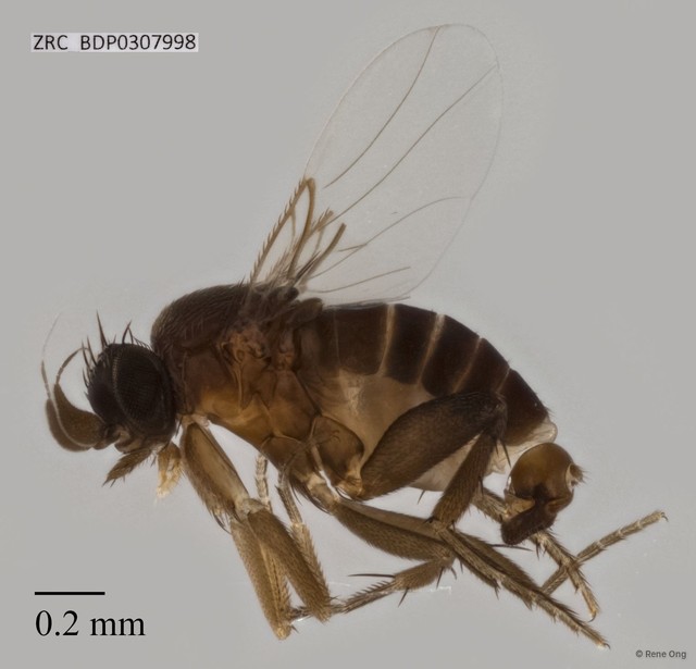Phoridae sp. "ZRCBDP0307998" • © Rene Ong • All Rights Reserved