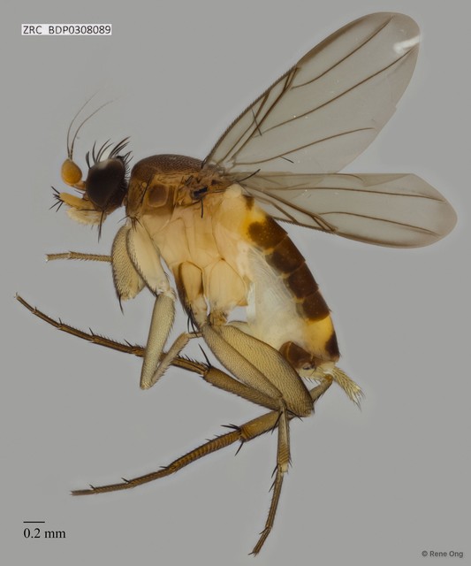 Phoridae sp. "ZRCBDP0308089" • © Rene Ong • All Rights Reserved