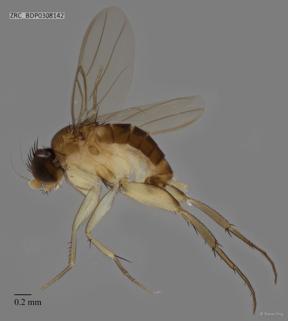 Phoridae sp. "ZRCBDP0308142" • © Rene Ong • All Rights Reserved