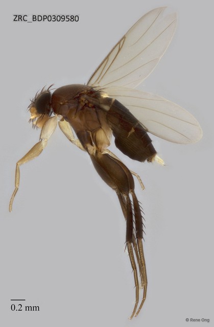 Phoridae sp. "ZRCBDP0309580" • © Rene Ong • All Rights Reserved