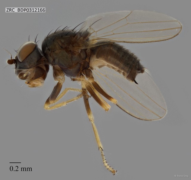Phoridae sp. "ZRCBDP0312166" • © Rene Ong • All Rights Reserved