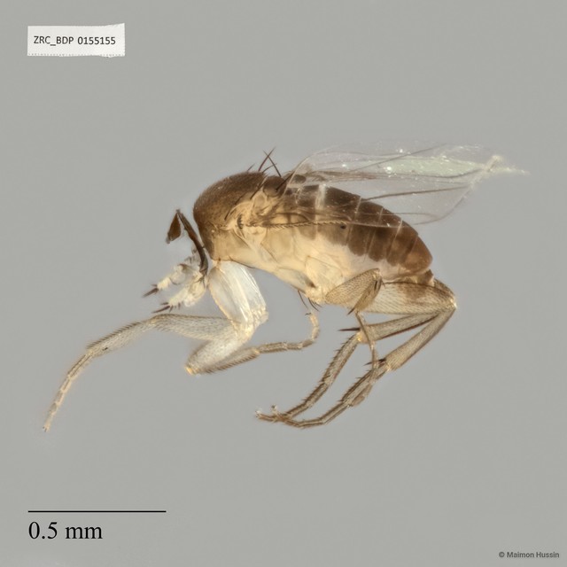 Abaristophora sp. "ZRCBDP0155155" • © Maimon Hussin • All Rights Reserved