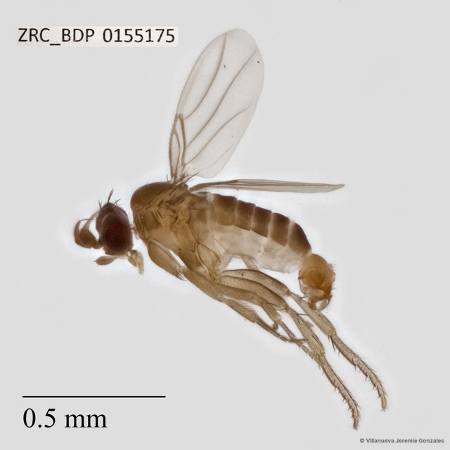 Conicera sp. "ZRCBDP0069893" • © Villanueva Jeremie Gonzales • All Rights Reserved