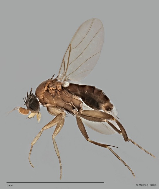 Diocophora sp. "ZRCBDP0033035" • © Maimon Hussin • All Rights Reserved