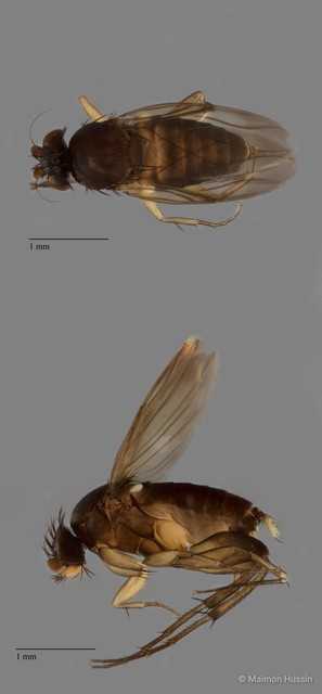 Diplonevra sp. "ZRCBDP0104346" • © Maimon Hussin • All Rights Reserved