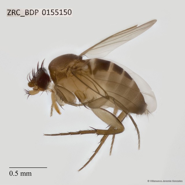 Dohrniphora sp. "ZRCBDP0033153" • © Villanueva Jeremie Gonzales • All Rights Reserved