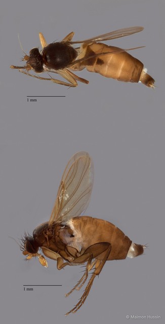 Dohrniphora sp. "ZRCBDP0092868" • © Maimon Hussin • All Rights Reserved