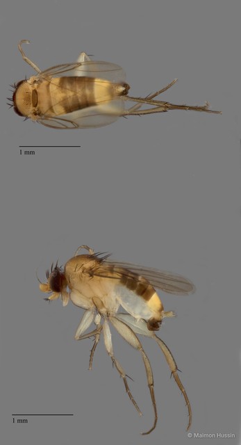 Dohrniphora sp. "ZRCBDP0104922" • © Maimon Hussin • All Rights Reserved