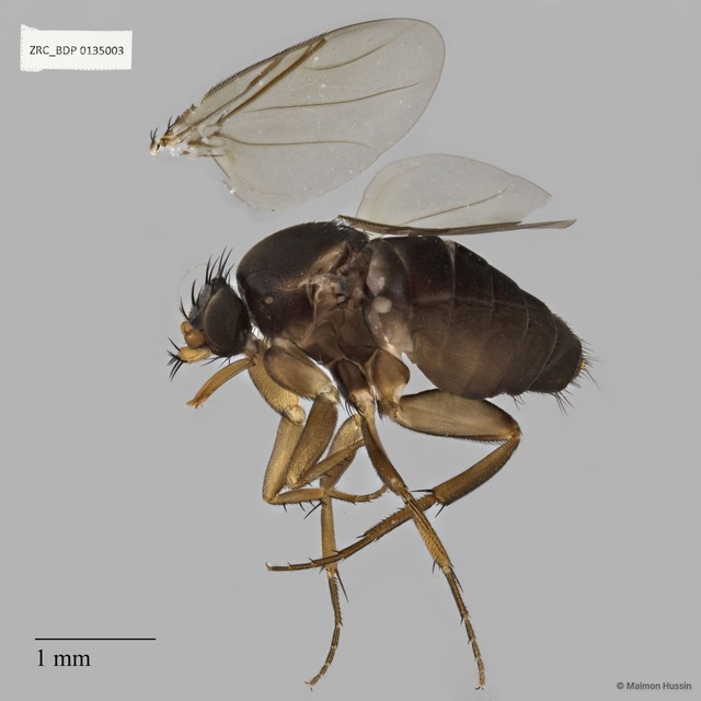 Dohrniphora sp. "ZRCBDP0135003" • © Maimon Hussin • All Rights Reserved