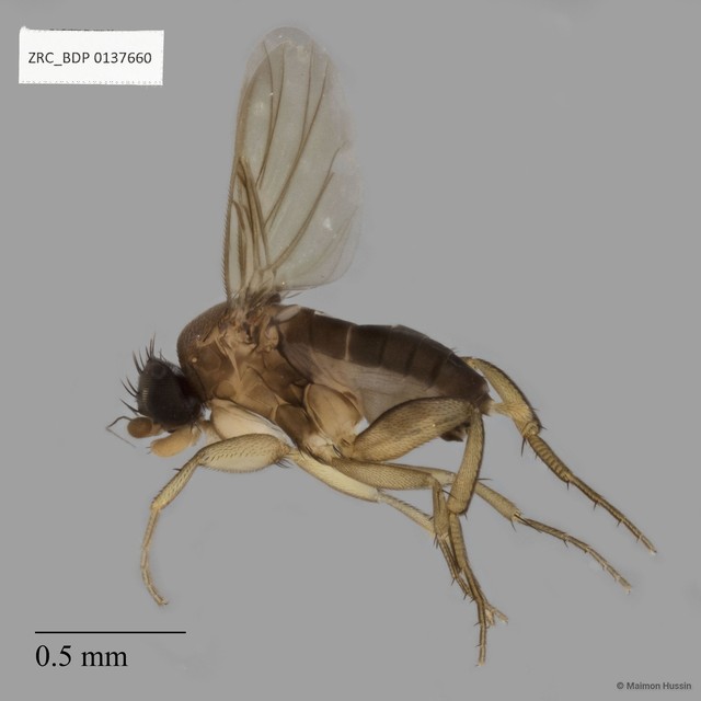 Dohrniphora sp. "ZRCBDP0137660" • © Maimon Hussin • All Rights Reserved