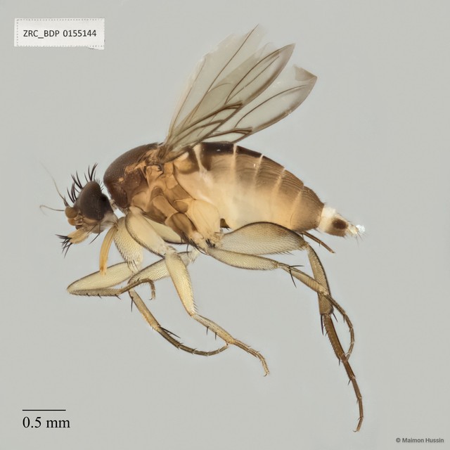 Dohrniphora sp. "ZRCBDP0155144" • © Maimon Hussin • All Rights Reserved