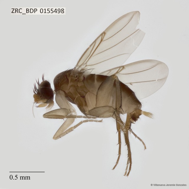 Dohrniphora sp. "ZRCBDP0155238" • © Villanueva Jeremie Gonzales • All Rights Reserved