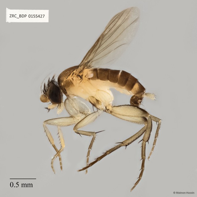 Dohrniphora sp. "ZRCBDP0155427" • © Maimon Hussin • All Rights Reserved