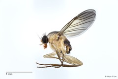 Endonepenthia schuitemakeri