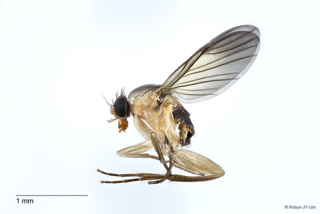 Endonepenthia schuitemakeri • © Robyn JY Lim • All Rights Reserved