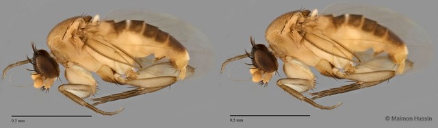 Epicnemis sp. "ZRCBDP0032929" • © Maimon Hussin • All Rights Reserved