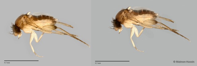 Megaselia sp. "ZRCBDP0033018" • © Maimon Hussin • All Rights Reserved