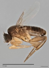 Megaselia sp. "ZRCBDP0033200"