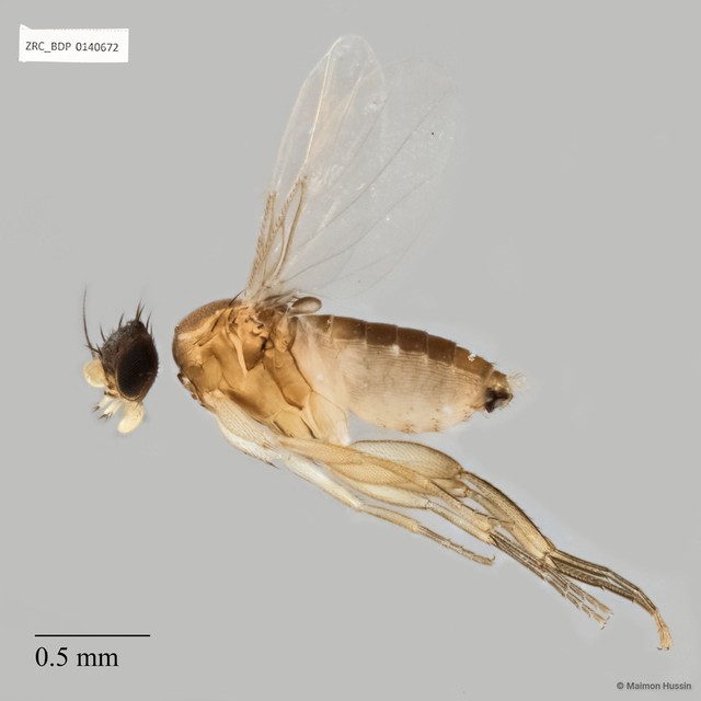Megaselia sp. "ZRCBDP0140672" • © Maimon Hussin • All Rights Reserved