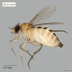 Megaselia sp. "ZRCBDP0155468"