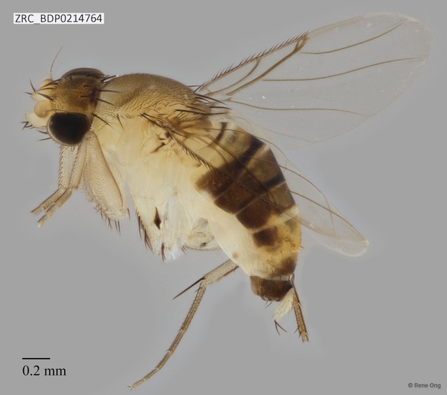 Megaselia scalaris