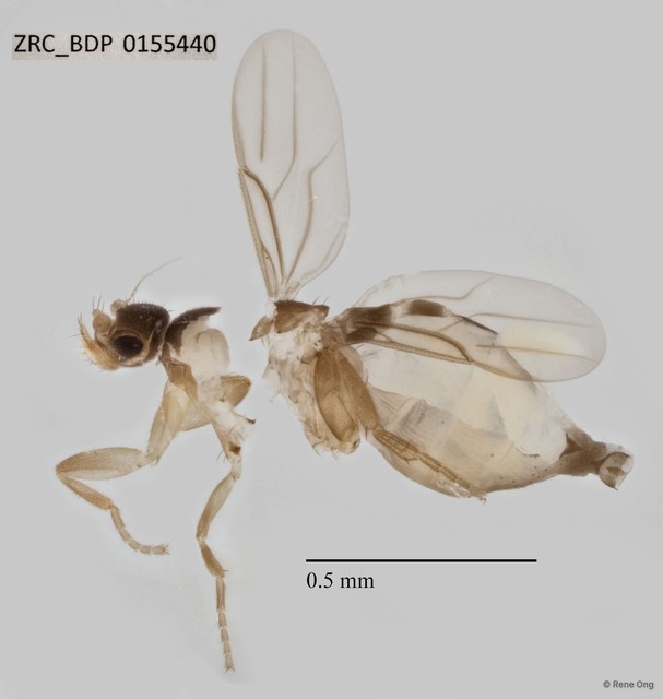 Metopina sp. "ZRCBDP0000075" • © Rene Ong • All Rights Reserved