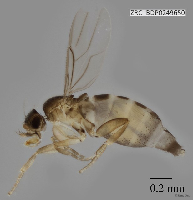 Metopina sp. "ZRCBDP0000075"