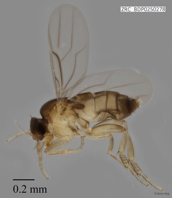 Metopina sp. "ZRCBDP0000075"