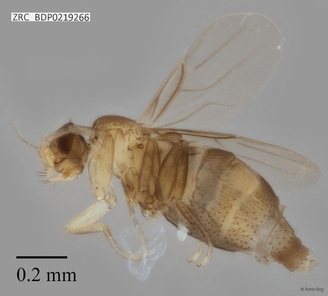 Metopina sp. "ZRCBDP0000421"