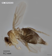 Metopina sp. "ZRCBDP0000421" • © Rene Ong • All Rights Reserved
