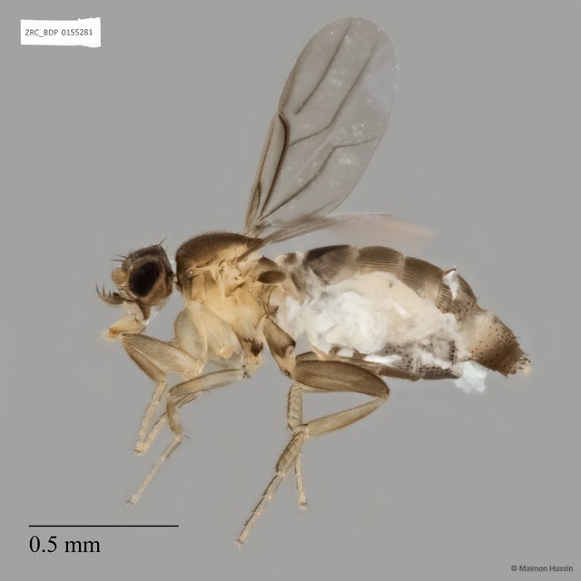 Metopina sp. "ZRCBDP0140607" • © Maimon Hussin • All Rights Reserved
