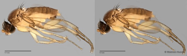 Palpiclavina sp. "ZRCBDP0033150" • © Maimon Hussin • All Rights Reserved