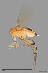 Phalacrotophora sp. "ZRCBDP0032777"
