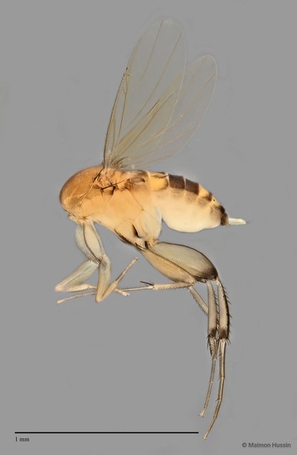 Phalacrotophora sp. "ZRCBDP0032777" • © Maimon Hussin • All Rights Reserved