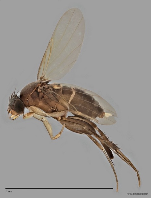 Phalacrotophora sp. "ZRCBDP0033088" • © Maimon Hussin • All Rights Reserved