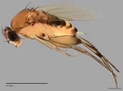 Phalacrotophora sp. "ZRCBDP0033167"