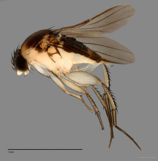 Phalacrotophora sp. "ZRCBDP0033303" • © Maimon Hussin • All Rights Reserved