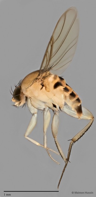 Phalacrotophora sp. "ZRCBDP0033343" • © Maimon Hussin • All Rights Reserved
