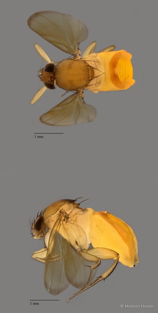 Phalacrotophora sp. "ZRCBDP0081033" • © Maimon Hussin • All Rights Reserved