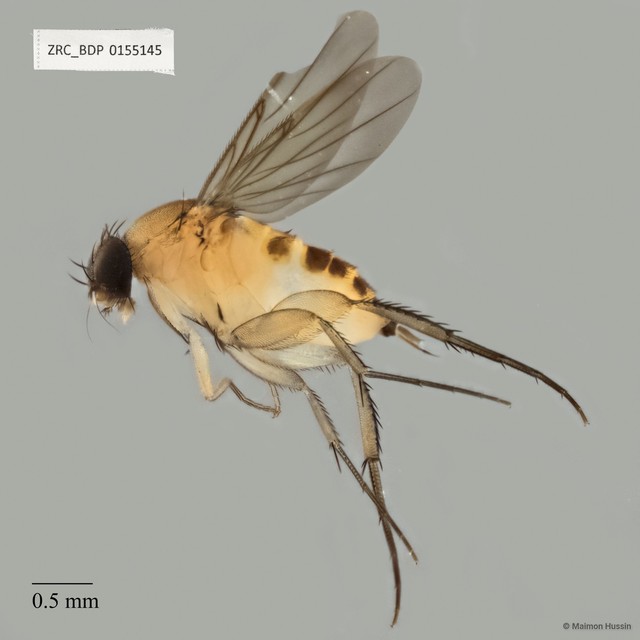 Phalacrotophora sp. "ZRCBDP0140619" • © Maimon Hussin • All Rights Reserved