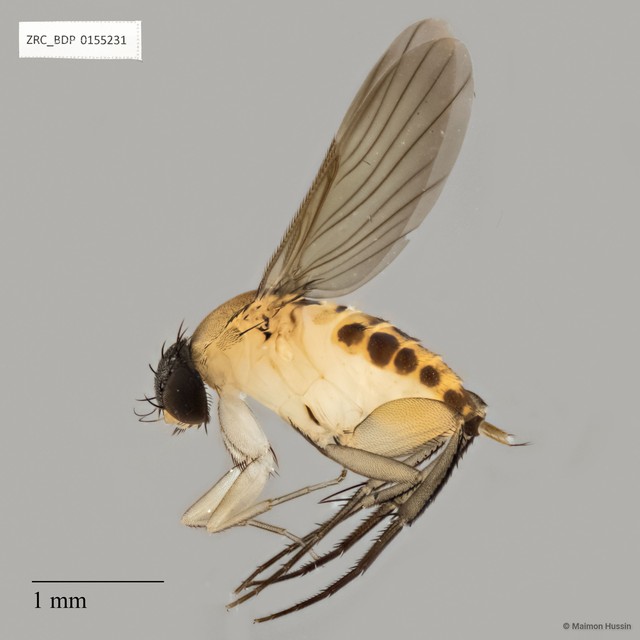 Phalacrotophora sp. "ZRCBDP0155231" • © Maimon Hussin • All Rights Reserved