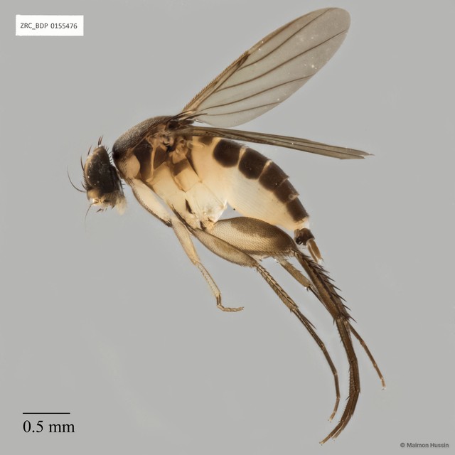 Phalacrotophora sp. "ZRCBDP0155476" • © Maimon Hussin • All Rights Reserved