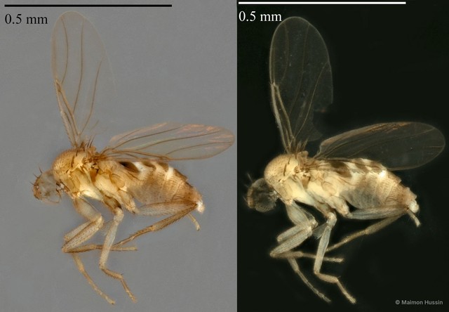Rhopica sp. "ZRCBDP0031823/ZRCBDP0032026"