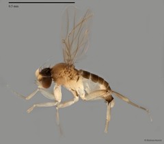 Rhopica sp. "ZRCBDP0031823/ZRCBDP0032026"
