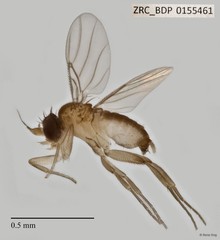 Rhopica sp. "ZRCBDP0032755" • © Rene Ong • All Rights Reserved