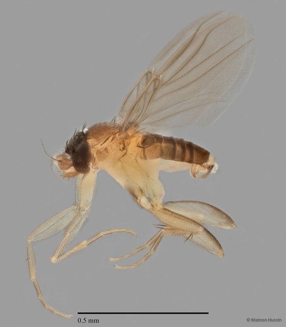 Rhynchomicropteron sp. "ZRCBDP0032764" • © Maimon Hussin • All Rights Reserved