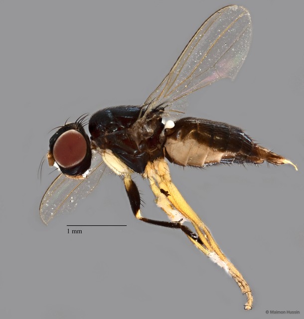 Piophilidae sp. "ZRCBDP0077702" • © Maimon Hussin • All Rights Reserved